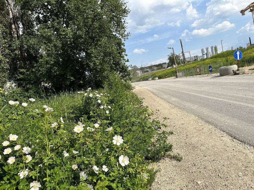 VILLAGE IM DRITTEN in Wien - Zwischenbegrünung im Park