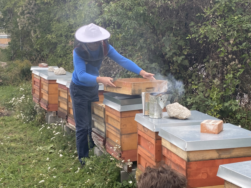 Bienenlerngarten im VILLAGE IM DRITTEN