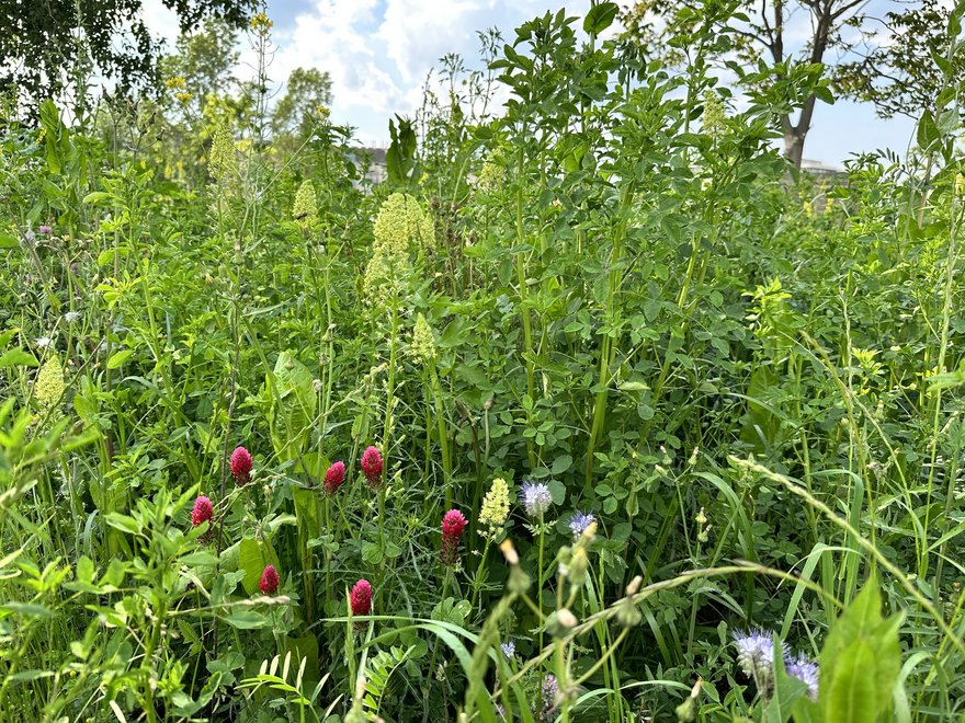 VILLAGE IM DRITTEN in Wien - Zwischenbegrünung im Park