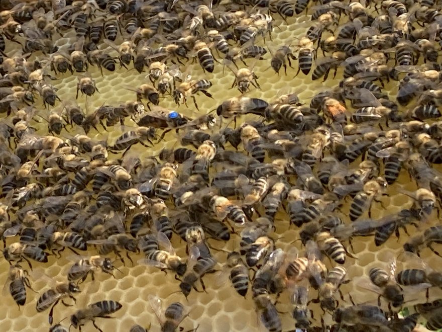 Bienenkönigin und Volk