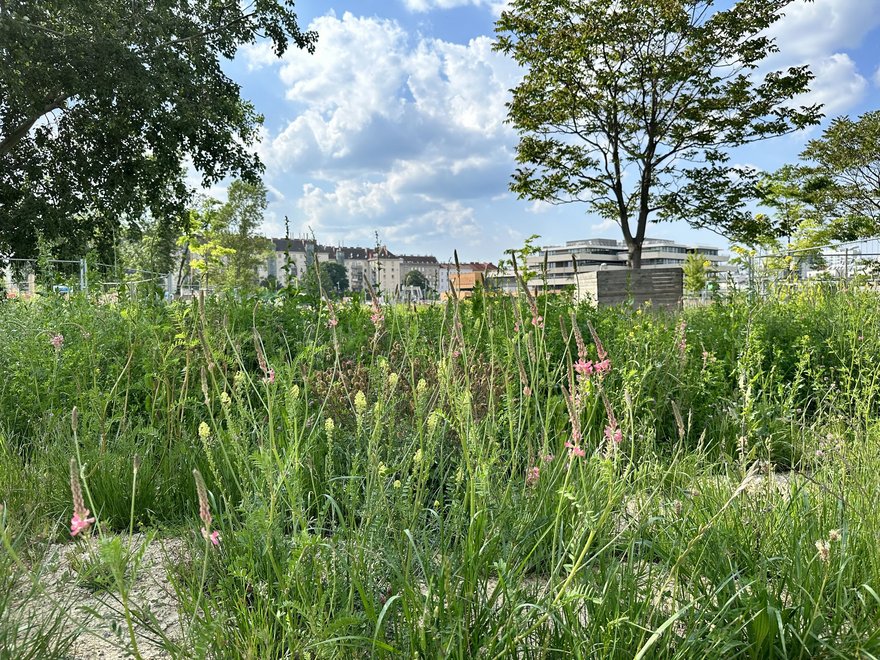 VILLAGE IM DRITTEN in Wien - Zwischenbegrünung im Park