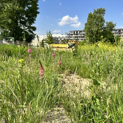VILLAGE IM DRITTEN in Wien - Zwischenbegrünung im Park